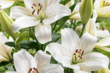 Funeral Matters - Tips and cost